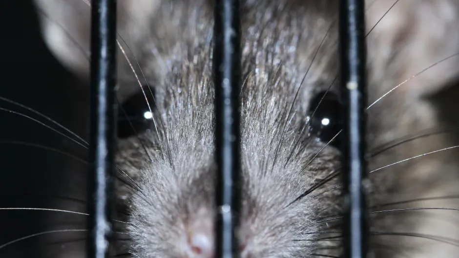 Nager hinter Gittern